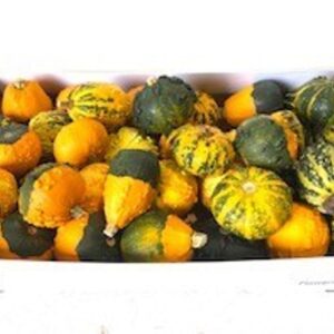 Cucurbita pepo Hardshell Warties Wratten mix Plant *40
(40 Plants/Order)(5cmP cmH)