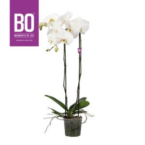 Phalaenopsis white more Ripsen King P15 BO White 2 spike
(4 Plants/Order)(15cmP 100cmH)