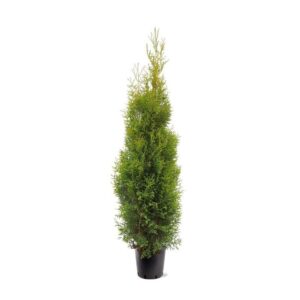 Thuja other dark yellow Thuja occidentalis 'King of Brabant' (pbr) (zonder etiket)
(1 Plants/Order)(28cmP 165cmH)