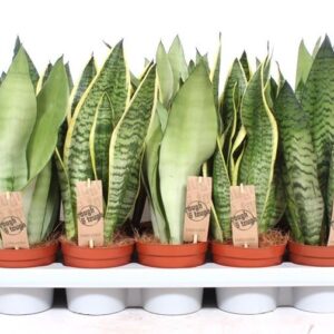 Sansevieria Sansevieria mix
(10 Plants/Order)(12cmP 40cmH)