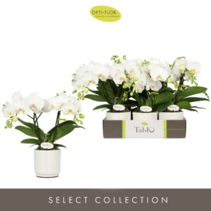 Phalaenopsis white more Ripsen Tablo Champagne 2 spike in Lazio White
(6 Plants/Order)(12cmP 40cmH)