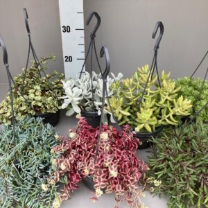 Succulenten mix Succulenten 7 hangmix
(7 Plants/Order)(14cmP 20cmH)