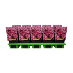 Phlox Paniculata Phlox paniculata 'Jeff's Pink' P11
(10 Plants/Order)(11cmP 25cmH)