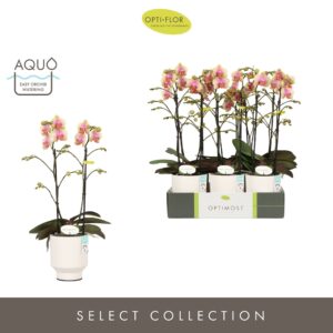 Phalaenopsis Multiflora Optimost Belle Helene 2 spike in Emilia White Aquo
(6 Plants/Order)(12cmP 45cmH)