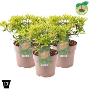 Pieris japonica Cupido
(1 Plants/Order)(17cmP 30cmH)