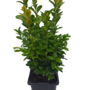 Buxus other Buxus sempervirens P8
(14 Plants/Order)(8cmP 25cmH)
