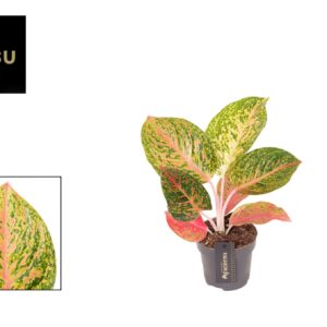 Aglaonema other Aglaonema Grand Bouquet
(12 Plants/Order)(12cmP 35cmH)