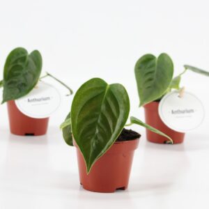 Anthurium Leaf Anthurium Veitchii
(12 Plants/Order)(6cmP 20cmH)