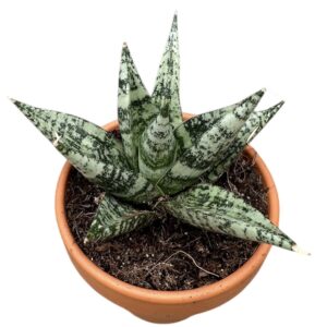 Sansevieria other Sansevieria Zebra
(4 Plants/Order)(8cmP 15cmH)