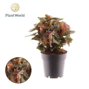 Syngonium Syngonium Maria
(7 Plants/Order)(14cmP 30cmH)