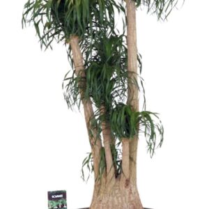 Nolina recurvata Beaucarnea rec. busch ** 3 op dubbele cc
(1 Plants/Order)(75cmP 200cmH)