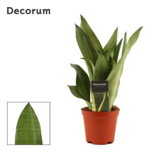 Sansevieria Moonshine Sansevieria Moonshine 12 cm (Decorum)
(6 Plants/Order)(12cmP 30cmH)