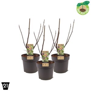 Ficus carica Ficus carica 'Little miss Figgy'®
(1 Plants/Order)(21cmP 60cmH)