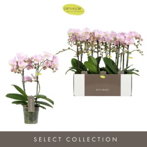 Phalaenopsis Multiflora Optimost Angel Eyes 2 spike
(6 Plants/Order)(12cmP 45cmH)