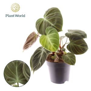 Philodendron Philodendron Choco Red
(7 Plants/Order)(14cmP 40cmH)