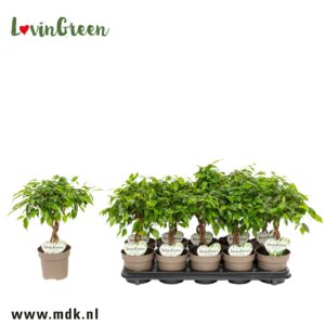 Ficus gevlochten stam Ficus Tarana
(10 Plants/Order)(12cmP 40cmH)