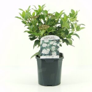 Viburnum tinus Viburnum tinus
(6 Plants/Order)(17cmP 55cmH)