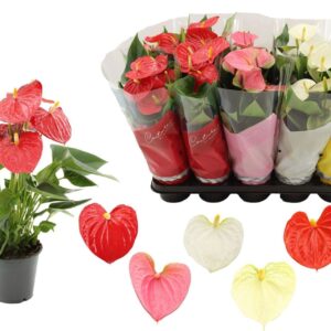 Anthurium mixed 4 c Anthurium 12 cm 4 color mix in Couture sleeve
(10 Plants/Order)(12cmP 36cmH)