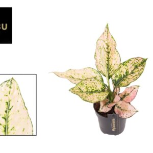 Aglaonema Rosy Aglaonema Rosy
(10 Plants/Order)(12cmP 35cmH)