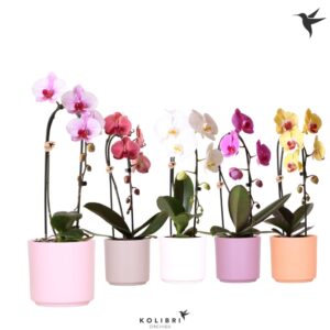 Phalaenopsis Elegant Cascade Kolibri Orchids Cascade Niagara Fall mix 1 spike in Simplicity Pot mix
(6 Plants/Order)(12cmP 50cmH)
