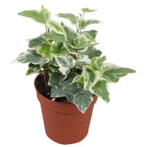Hedera Ingelise Hedera helix Ingelise
(22 Plants/Order)(9cmP 5cmH)
