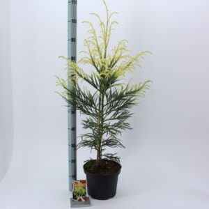 Cryptomeria Cryptomeria j. ‘Hongarian Gold’
(1 Plants/Order)(23cmP 70cmH)