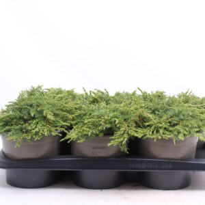 Juniperus communis Green Carpet Juniperus communis 'Green Carpet'
(1 Plants/Order)(17cmP 30cmH)