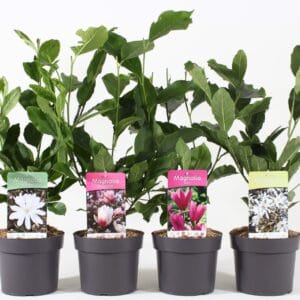 Magnolia mix P19/C3
(1 Plants/Order)(19cmP 50cmH)