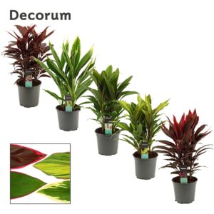 Cordyline Cordyline mixed Toef 19 cm (Decorum) 
(1 Plants/Order)(19cmP 55cmH)