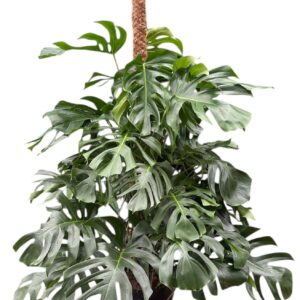 Monstera Monstera 180cm
(1 Plants/Order)(32cmP 160cmH)