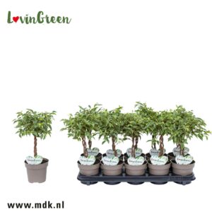 Ficus Nina Ficus Kumani Gevlochten
(10 Plants/Order)(12cmP 40cmH)