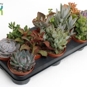 Succulenten mix Succulenten mix
(12 Plants/Order)(10.5cmP 15cmH)