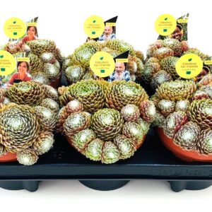 Sempervivum SEMPERVIVUM COLOROCKZ SPECTRUM SHIFTER 13.0 'Belsemcob3' Pbr
(6 Plants/Order)(13cmP 11cmH)