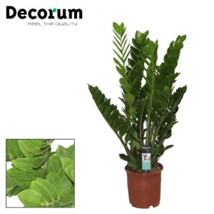 Zamioculcas zamiifolia Zamioculcas 24 cm (Decorum)
(1 Plants/Order)(24cmP 95cmH)