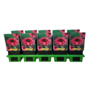 Echinacea purpurea Echinacea Purpurea 'Red' P11
(10 Plants/Order)(11cmP 25cmH)