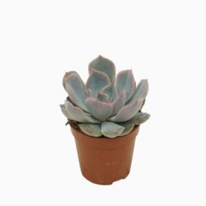 Echeveria Orion 5,5 cm
(20 Plants/Order)(5.5cmP 8cmH)