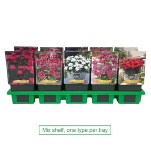 Carnation Carnation mix laag P11
(10 Plants/Order)(11cmP 25cmH)