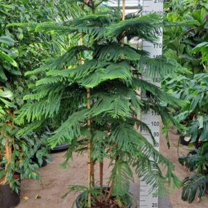 Araucaria heterophylla Araucaria 240
(1 Plants/Order)(50cmP 240cmH)