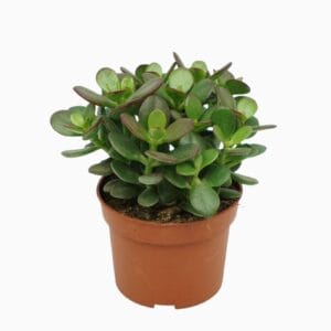 Crassula Minor Crassula minor 10,5 cm
(8 Plants/Order)(10.5cmP 20cmH)