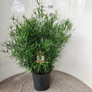 Asparagus falcatus Asparagus falcatus
(1 Plants/Order)(27cmP 75cmH)
