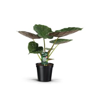 Alocasia wentii Alocasia Wentii
(5 Plants/Order)(19cmP 70cmH)