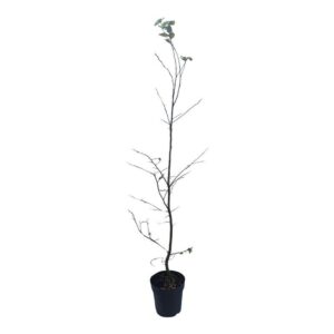 Carpinus betulus Carpinus betulus
(1 Plants/Order)(21cmP 100cmH)