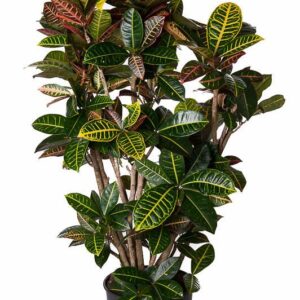 Codiaeum Petra Codiaeum Petra busch P31
(1 Plants/Order)(31cmP 130cmH)