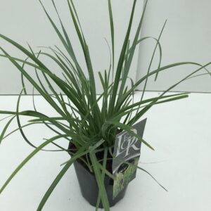 Siergrassen mix Sesleria Heufleriana
(6 Plants/Order)(17cmP 30cmH)
