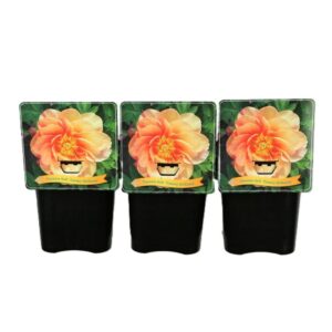 Paeonia (Itoh Grp) Canary Brilliant Paeonia Itoh 'Canary Brilliants' C5
(1 Plants/Order)(21cmP 35cmH)