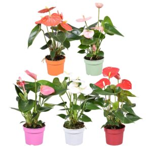 Anthurium mixed Anthurium ''Just perfection®'' XL-Flowers mix
(12 Plants/Order)(9cmP 25cmH)
