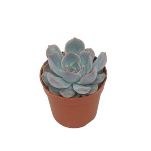 Echeveria Orion Echeveria orion 7 cm
(16 Plants/Order)(7cmP 10cmH)