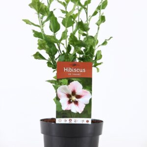 Hibiscus syriacus Hamabo Hibiscus syr. 'Hamabo' P19/C3
(3 Plants/Order)(19cmP 55cmH)