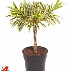 Dracaena Song of India Dracaena Song Of India gevlochten stam P21
(1 Plants/Order)(21cmP 60cmH)