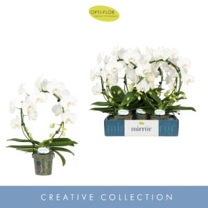 Phalaenopsis white more Ripsen Mirror Miracle Aurora 2 spike 
(5 Plants/Order)(12cmP 50cmH)